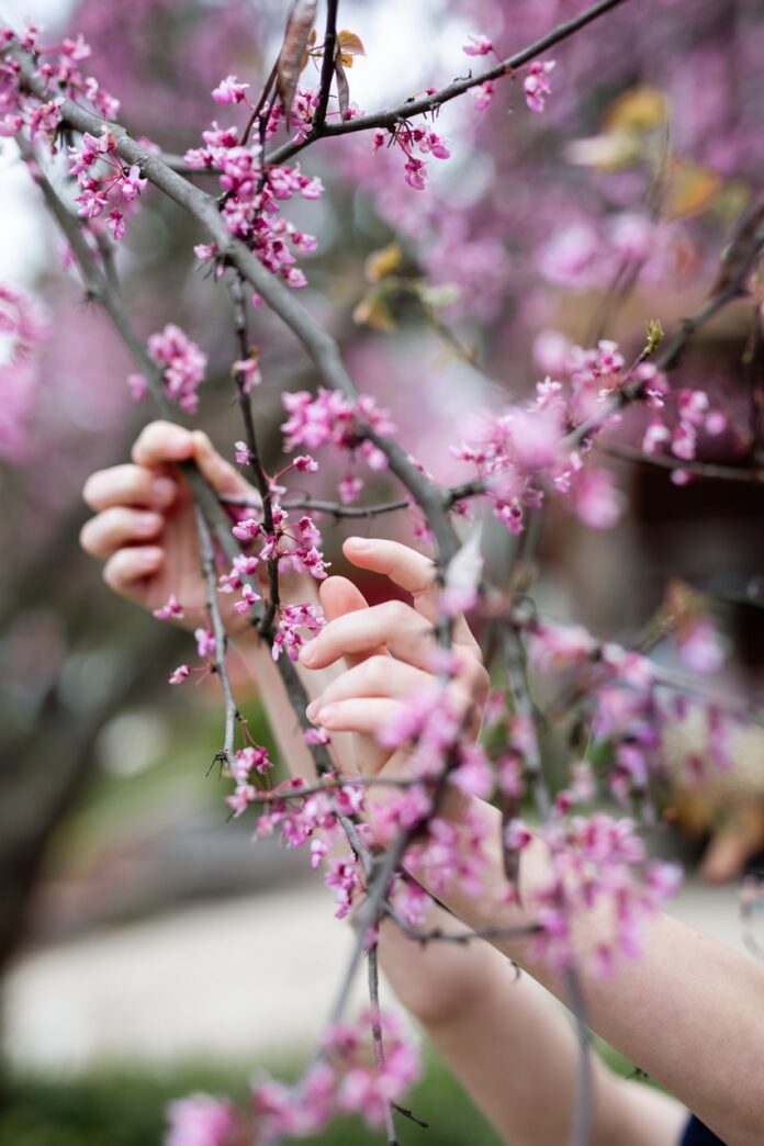 Small hands pick redbuds from a tree branch.