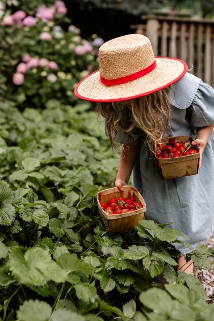 A little girl goes foraging through a strawberry garden in a red sunhat and blue dress.