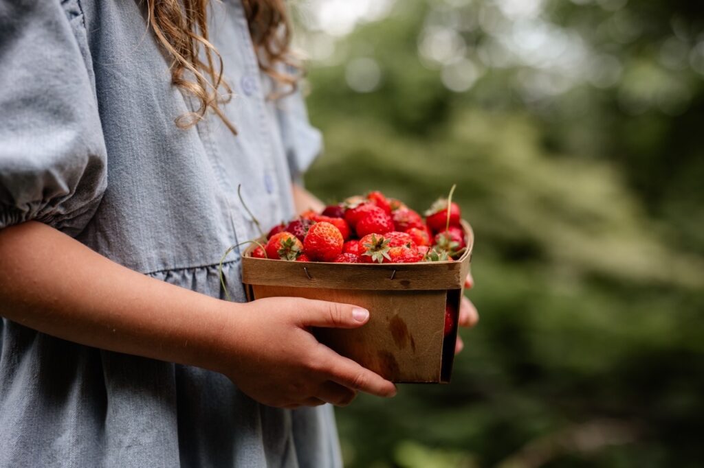 A little girl in a blue dress holds a basket while foraging strawberries.