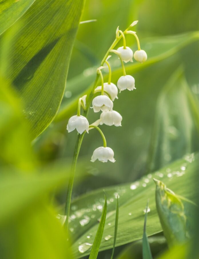 White bell flowers sit amongst greenery in the middle of May showers.