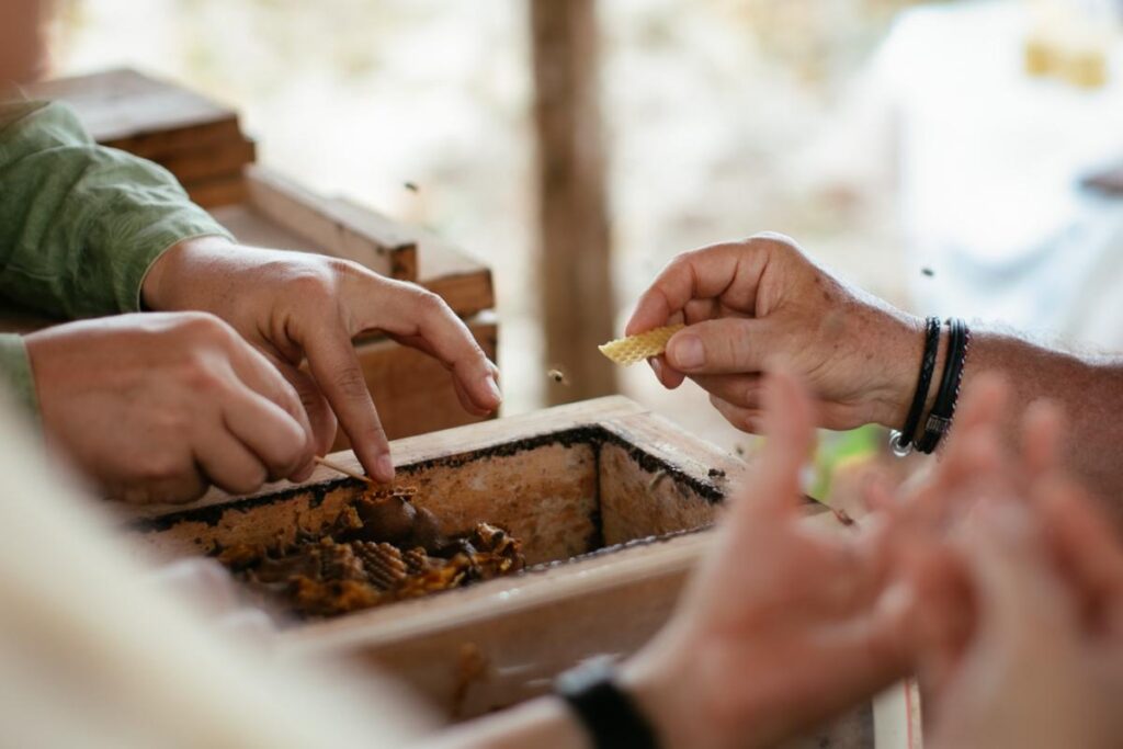 A person's hands are shown tending to a wooden beehive, with small bees flying around.