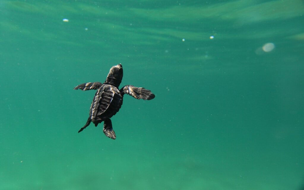 A small turtle swims through a teal ocean.