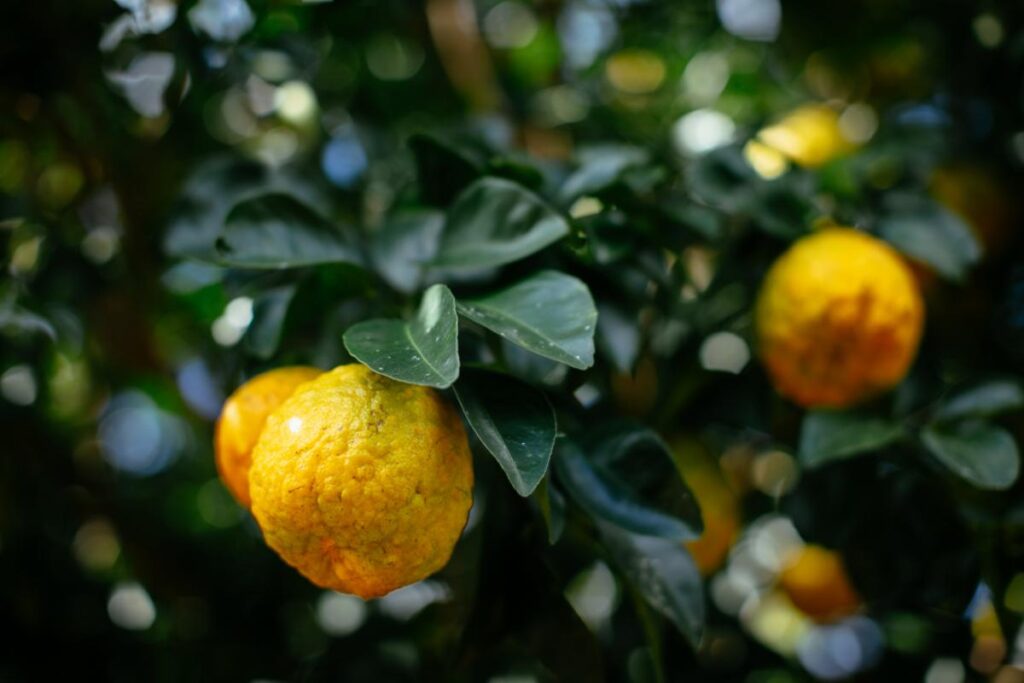 A vibrant close-up of several ripe oranges hanging from a leafy green tree.