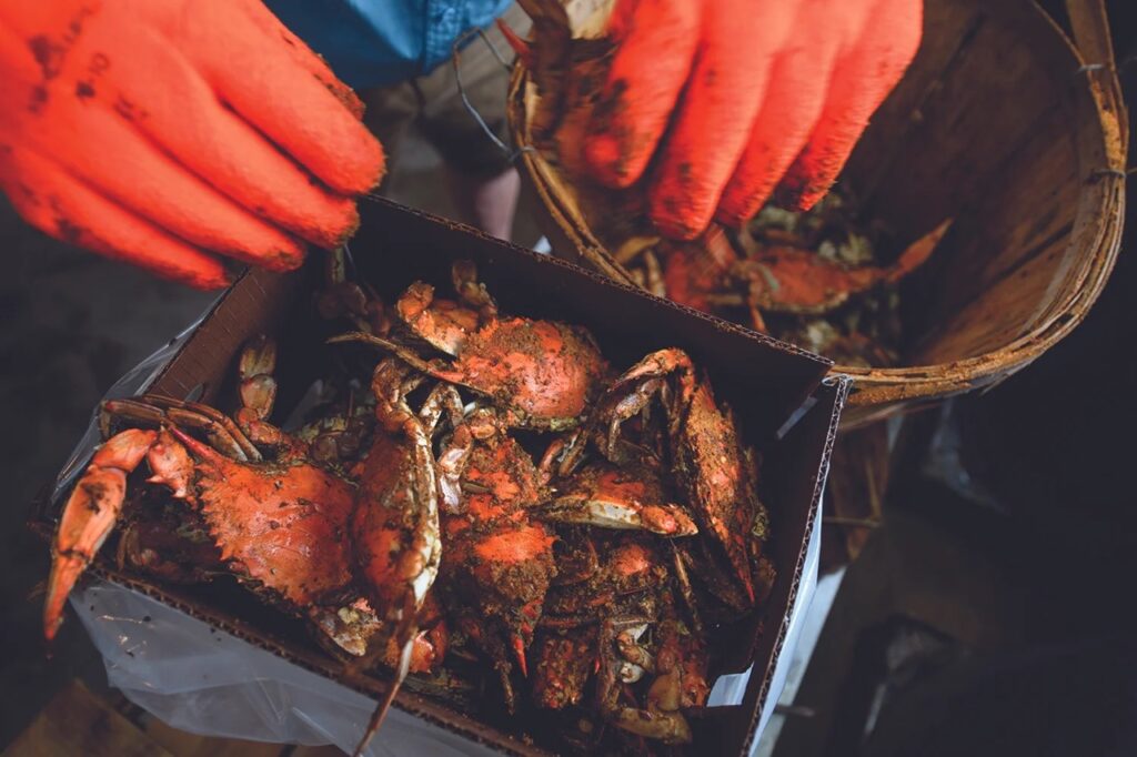 A person with orange gloves goes through a box of live crabs.