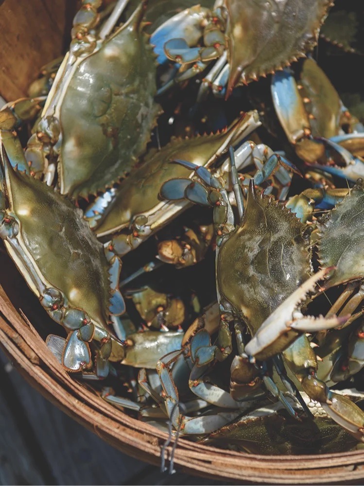 Live crabs in a bucket.