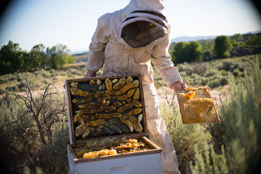 beekeeper in white suit holding up honey combs outside