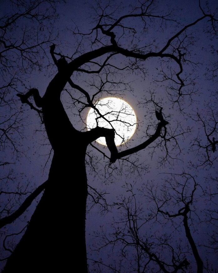 A full moon hides behind a twisty, black bare tree.