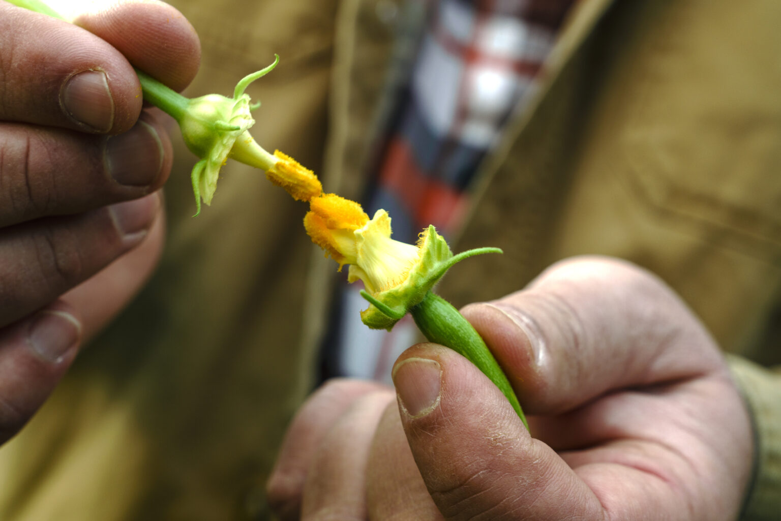 Row 7 Seed Company Grows Produce with Purpose and Breeds For Flavor