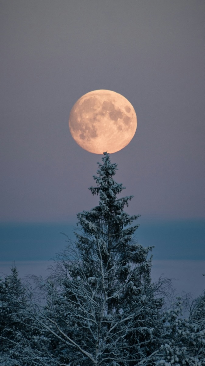 A November full moon sits over top of a tall pine tree with snow on the tree.