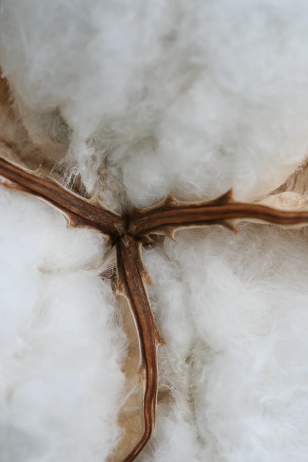 Fluffy white cotton fibers bursting from a dry, spiky brown cotton boll or branch, emphasizing the homegrown African cotton used for Malian bògòlanfini mudcloth.