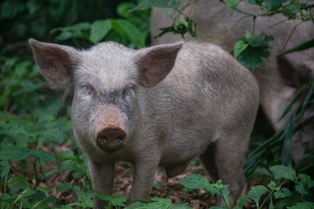 A black pig stands in a forest of weeds.