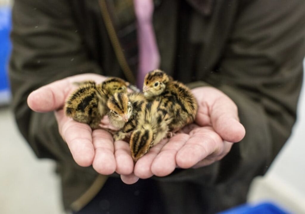 A man holds three small chicks in his hands.