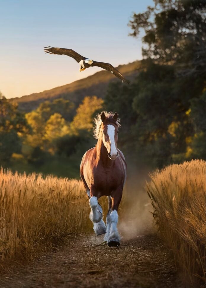 Super Bowl Commercial to Watch 2026 TABLE Magazine A clydesdale horse runs through a field with a bald eagle flying over top of it.