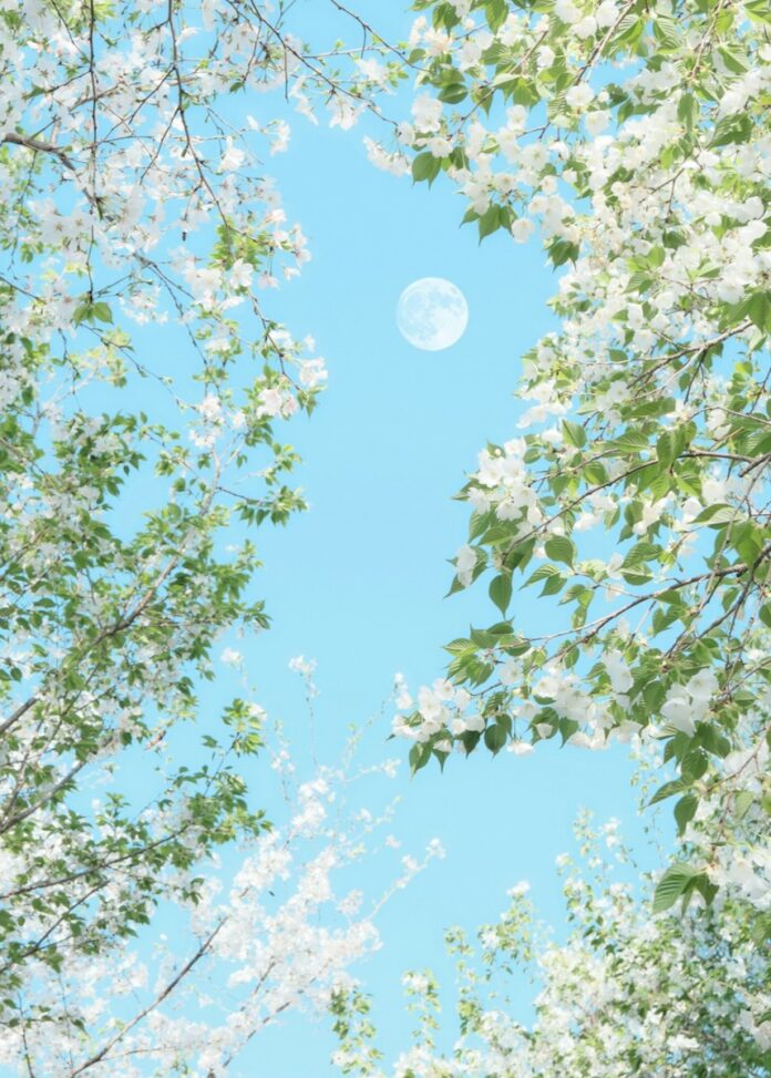 A full moon in a blue sky peaks through May white flower tree blooms.