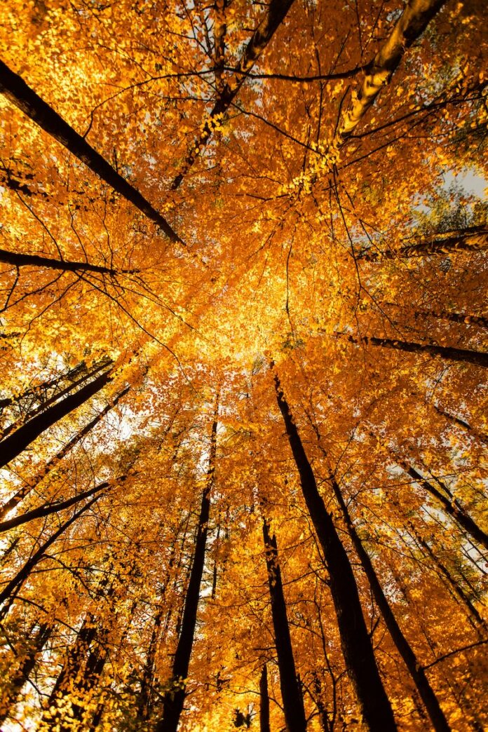 Your Fall 2026 Horoscope for the Autumn Equinox TABLE Magazine Looking up at a group of tree tops with autumn leaves in orange and yellow colors.