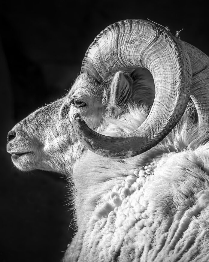 Aries Compatibility TABLE Magazine A ram with spiral horns in front of a black background.