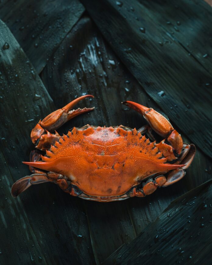 Cancer Zodiac Sign Compatibility TABLE Magazine A dark blue background with a redish orange crab sitting on top.
