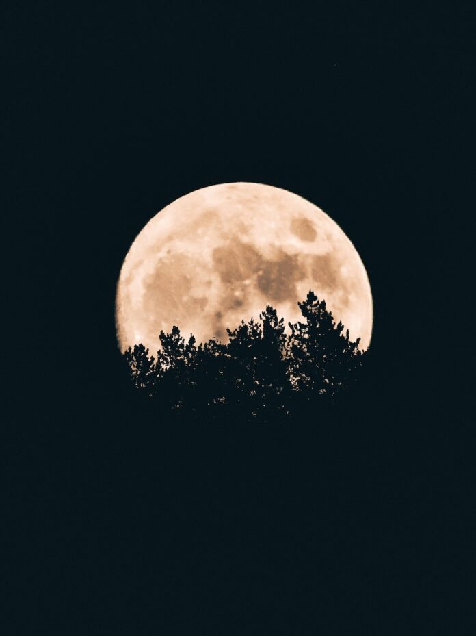 An October full moon hidden behind dark trees in the night sky.